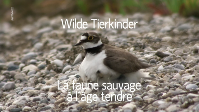 vfnd9k4o.png