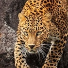 Animal Avatar