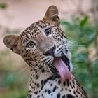 Animal Avatar
