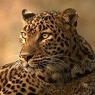 Animal Avatar