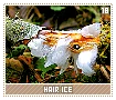 hairice18
