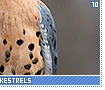americankestrels10