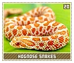 hognosesnakes20