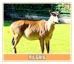 nilgais13