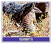 numbats18