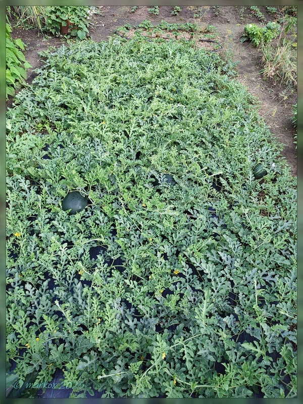 8lr82knp.jpg