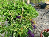 [Bild: ehr8ofi2.webp]